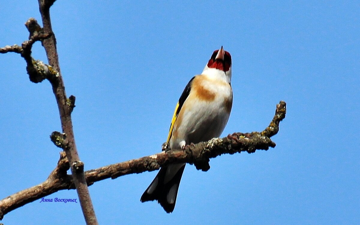 Красавчик Щегол. - Восковых Анна Васильевна 