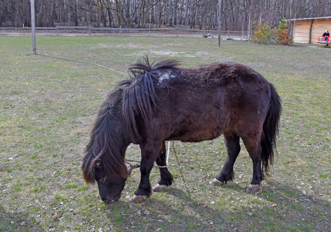 Маленькая "лошадка", или Чёрный пони! - Валентина  Нефёдова 