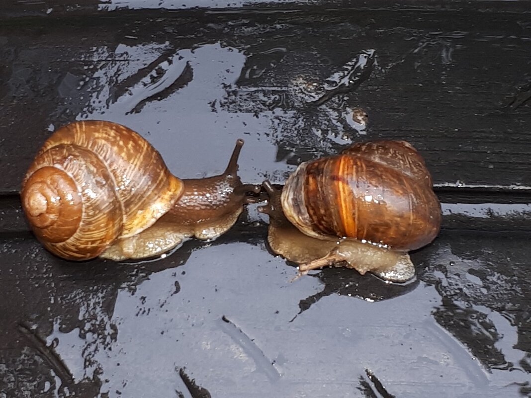 Кумушки - Надежда 