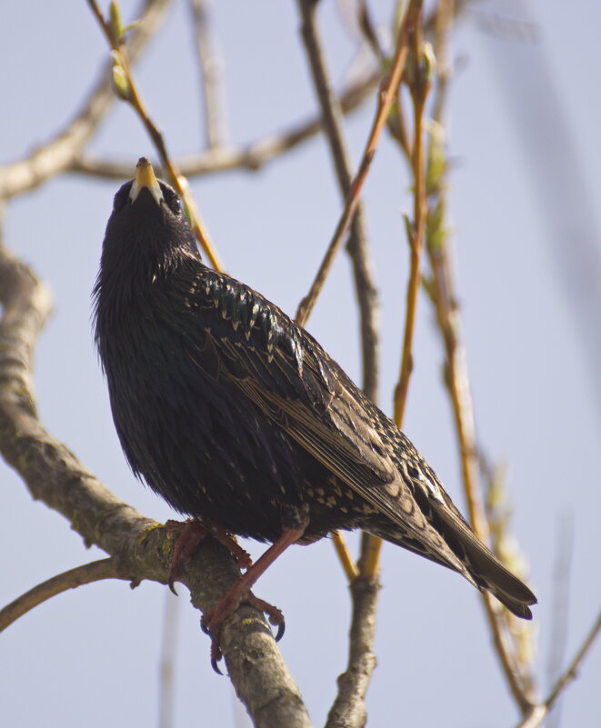 Красавец - Владимир Зырянов Красавец - Владимир Зырянов