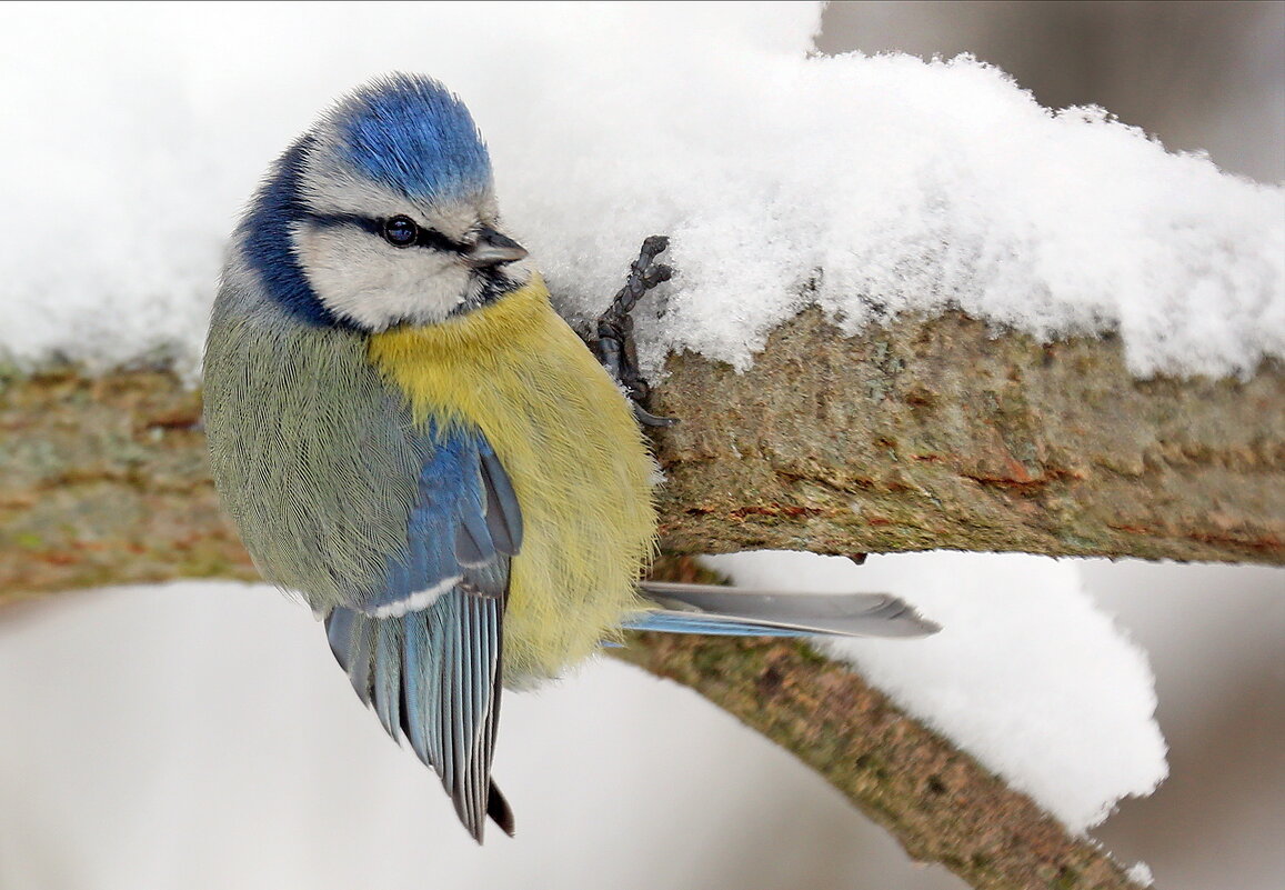 лазоревка 9 апреля - Михаил Бибичков лазоревка 9 апреля - Михаил Бибичков