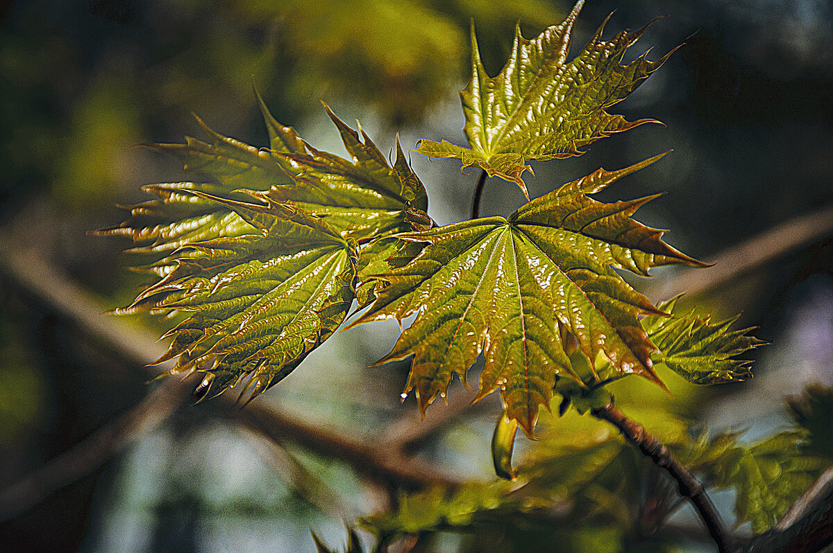 Лик осени - Владимир Кроливец Лик осени - Владимир Кроливец