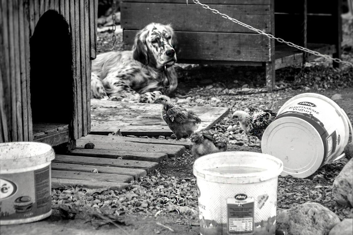 Так тянет в Лувр! Но сад, Хозяйство, Долбаные куры... - Алексей Туркин