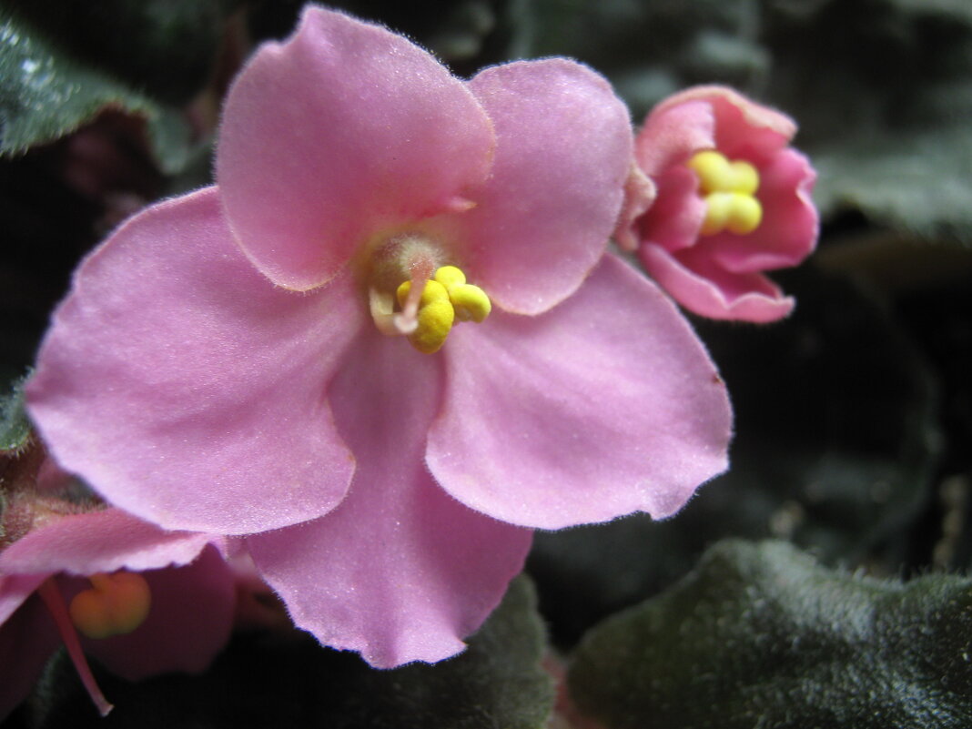 Фиалка - Елена Семигина