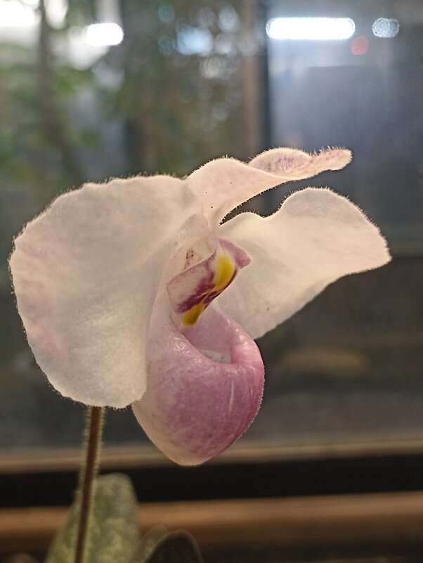 Наипрекраснейшие - Pippa 