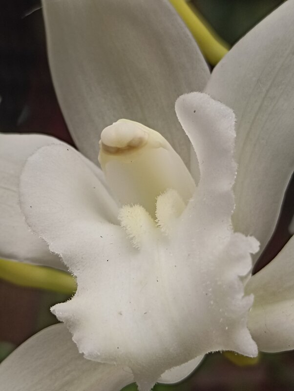 Наипрекраснейшие - Pippa 