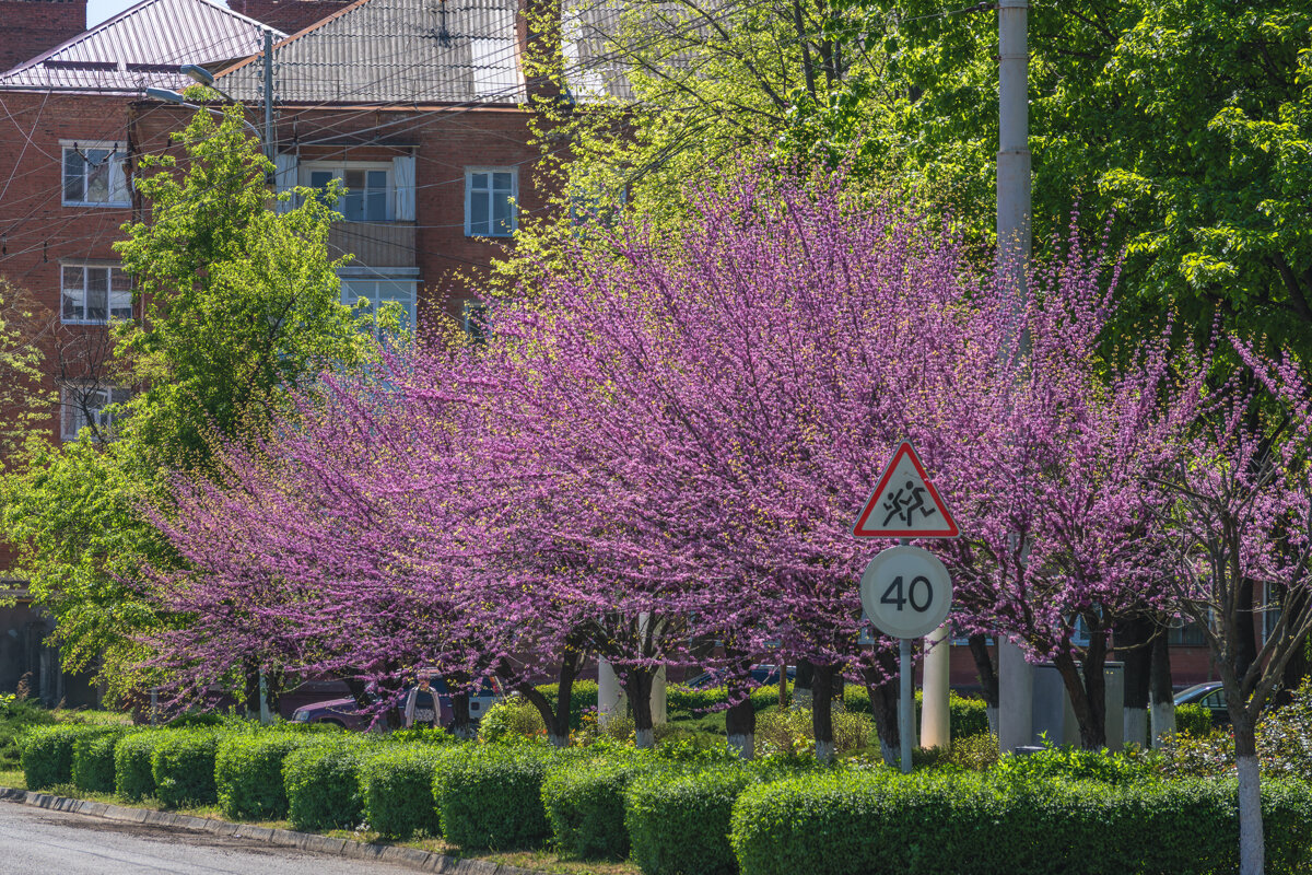 Багрянник европейский - Игорь Сикорский Багрянник европейский - Игорь Сикорский
