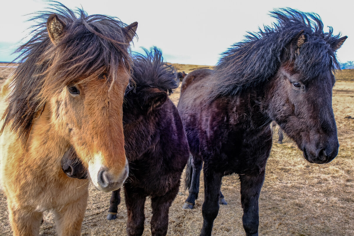 добрые лошади, сразу прибегли - Георгий А добрые лошади, сразу прибегли - Георгий А