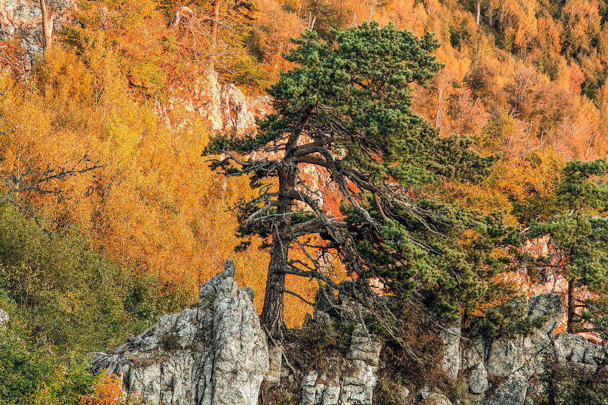 Пламя рассвета. - Сергей Воротников