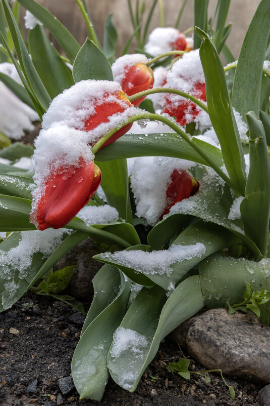 Белые пришли... - Валерий Басыров Белые пришли... - Валерий Басыров