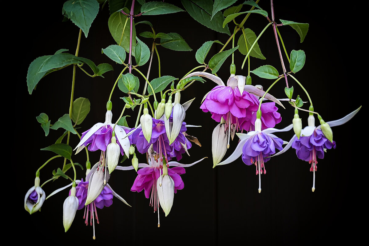 Цветы. - Александр Цветы. - Александр