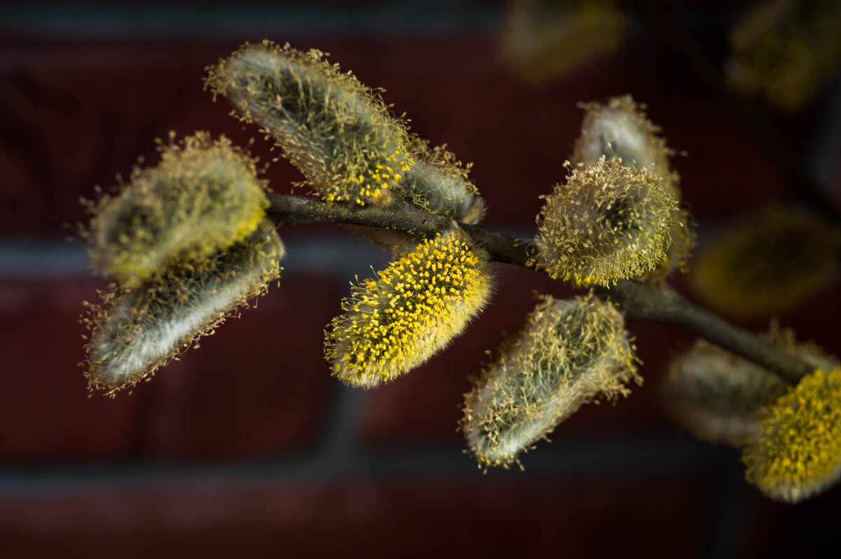 Барашки. - Анатолий Нецепляев