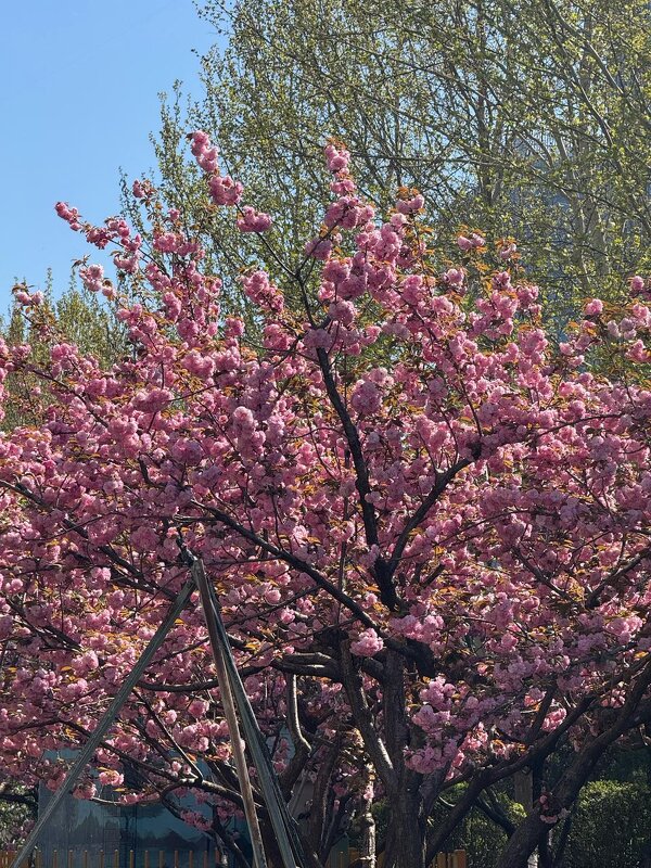 Весна в Китае - Ирэн 