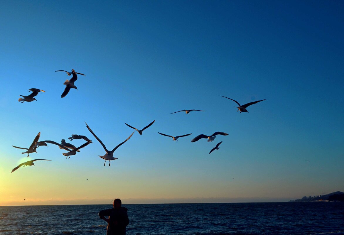 У чаек хороший аппетит и наглость - Мишель71 У чаек хороший аппетит и наглость - Мишель71