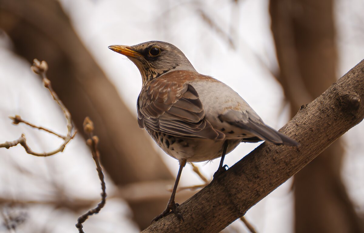Серый дрозд. - Вадим Басов