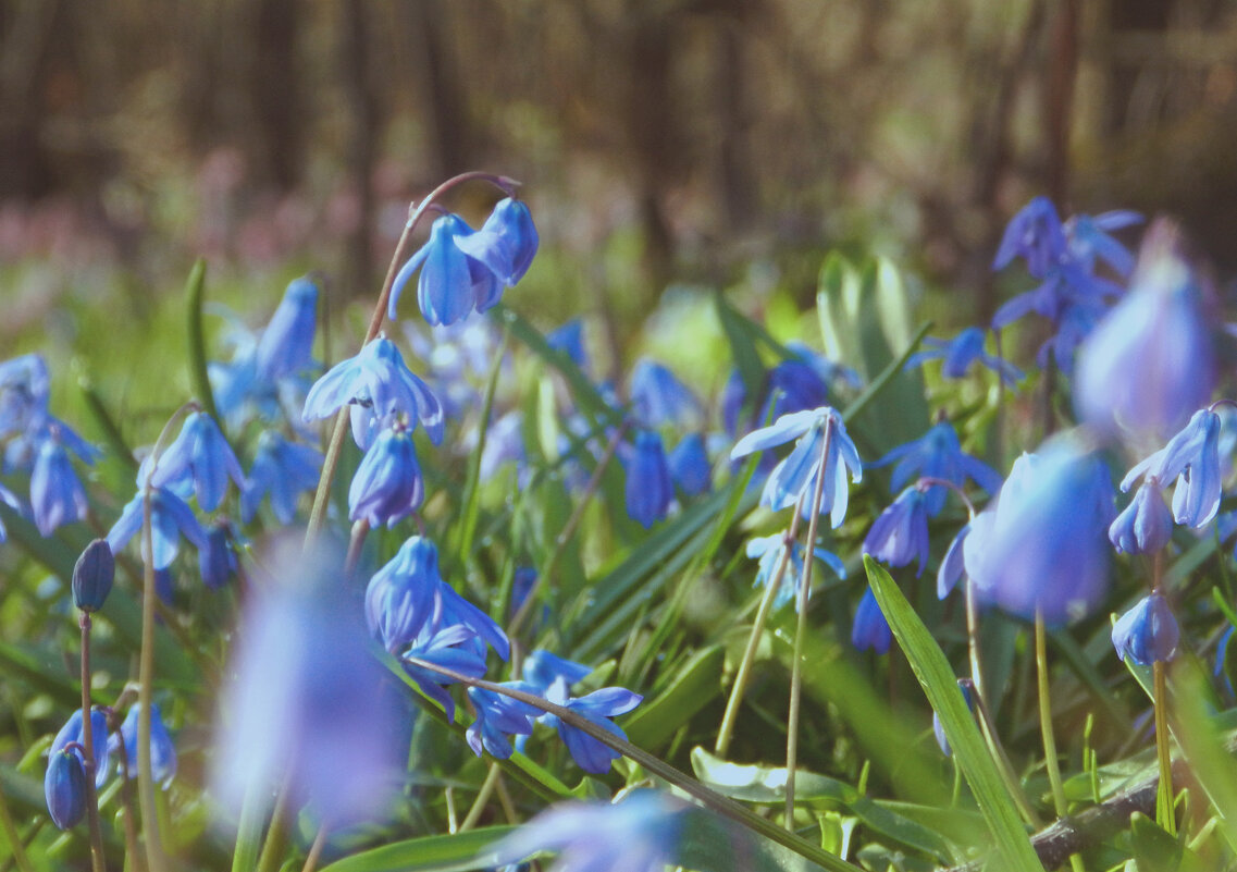 *** - Лера *** - Лера