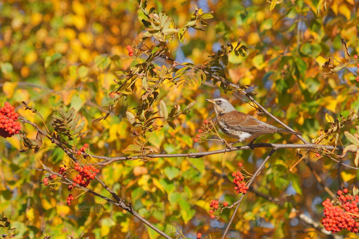 Дрозд на рябине - Сергей Беляев Дрозд на рябине - Сергей Беляев