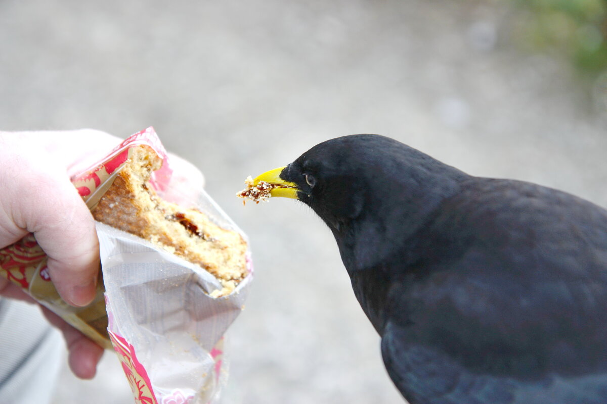 Кушай, мне не жалко! - ZNatasha -