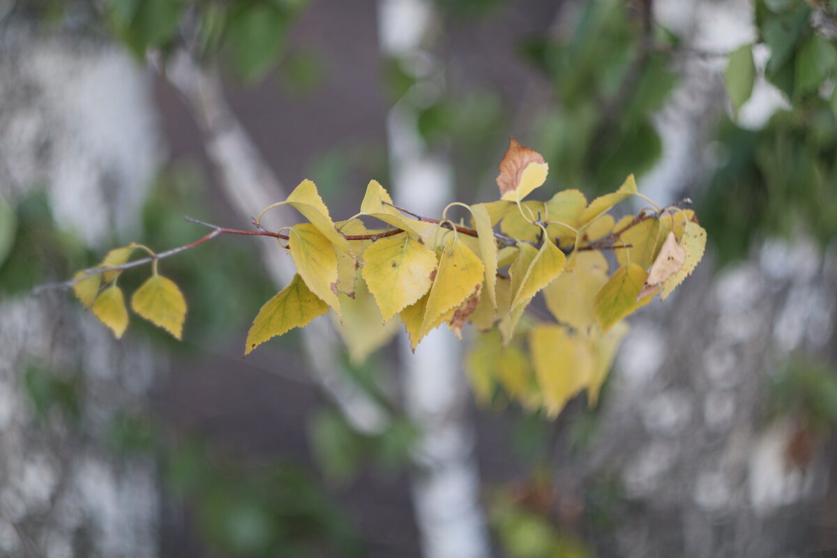 Где-то в парке - Дмитрий Петров
