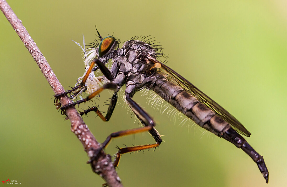 На веточке... - Андрей Пристяжнюк На веточке... - Андрей Пристяжнюк