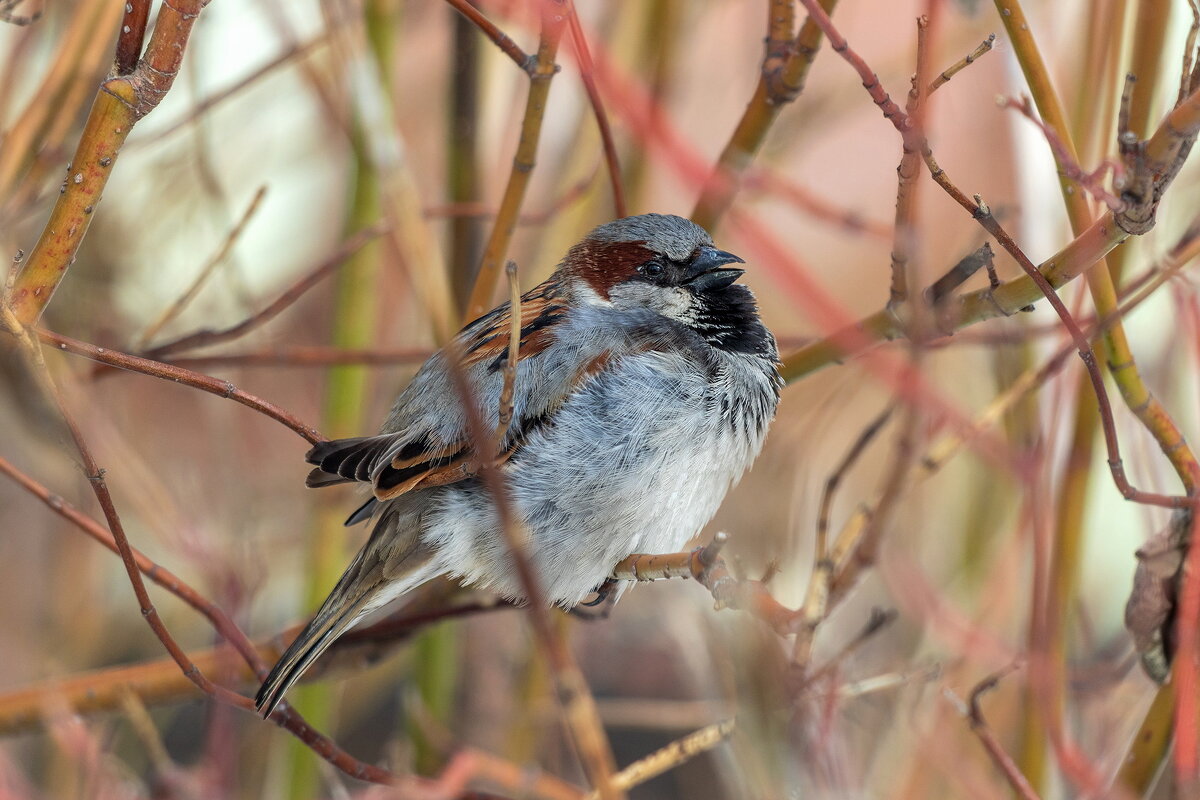 Чирикалка. - Анатолий. Chesnavik.