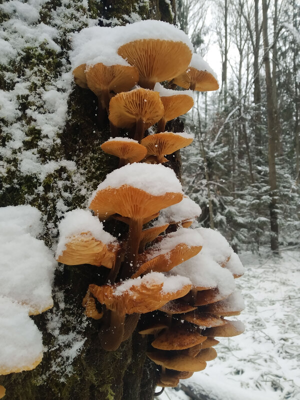 опята - Павел Кошалеф