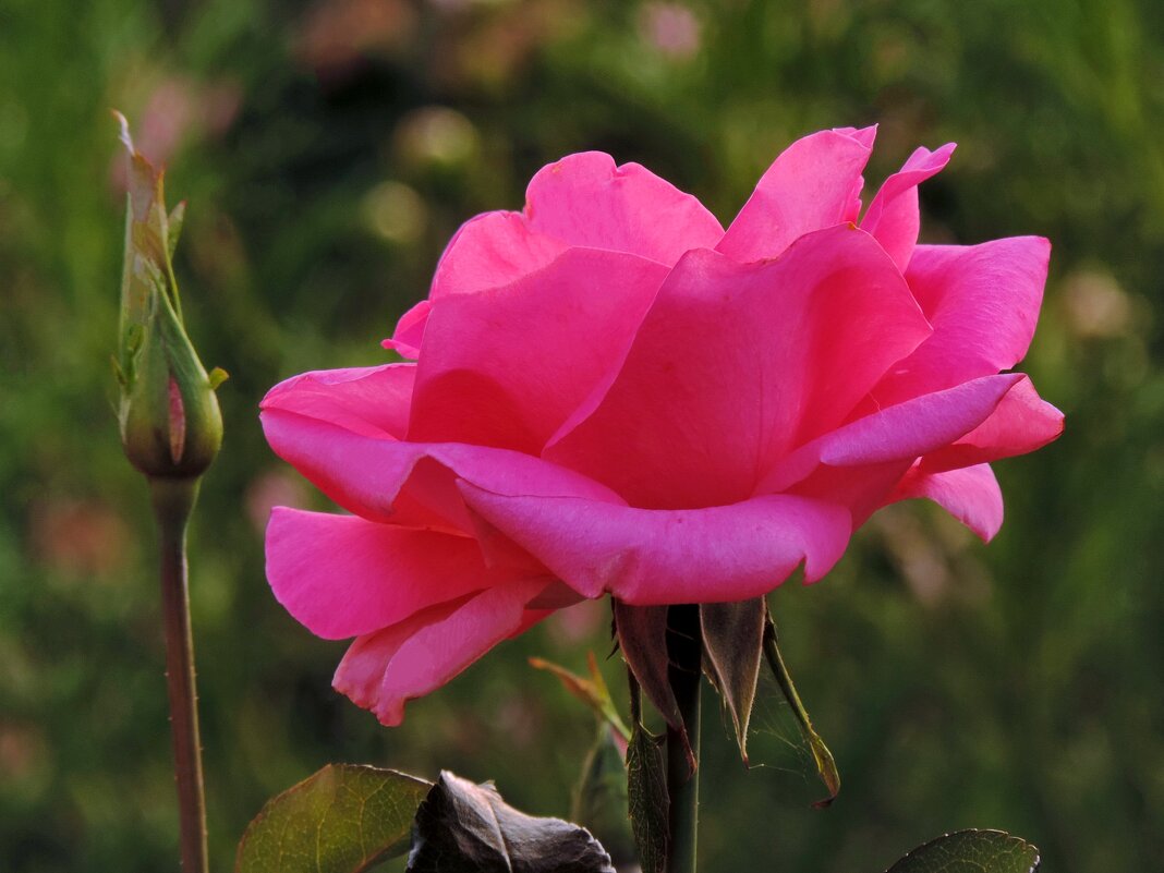 Роза и бутон. - Татьяна Нефедьева. 