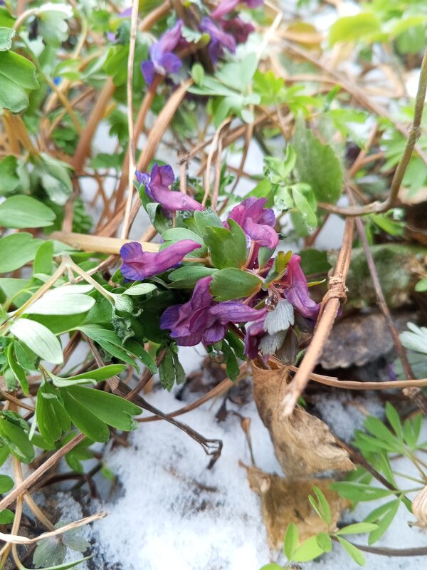 Хохлатка - Сапсан 