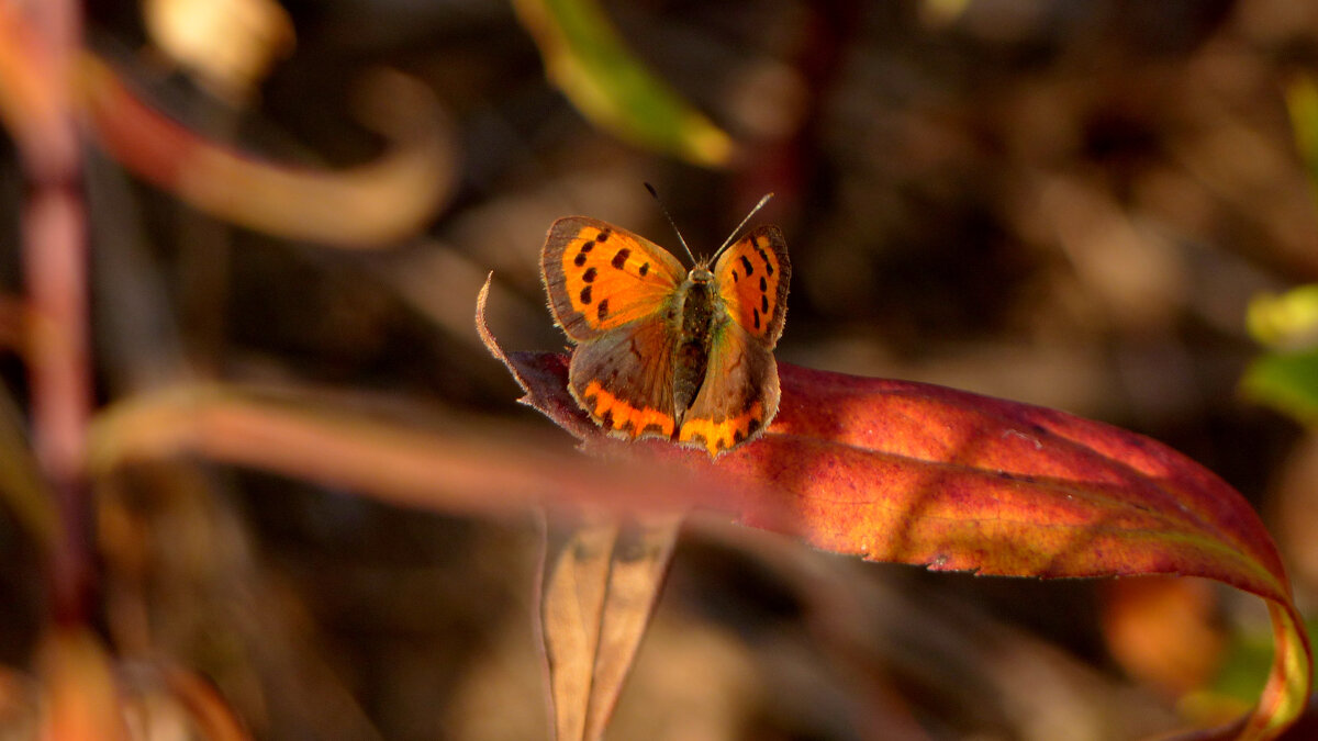 опять про бабочек 3 - Александр Прокудин опять про бабочек 3 - Александр Прокудин