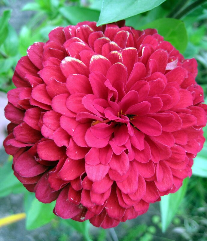 Циния шарик. - Ирина *** Циния шарик. - Ирина ***