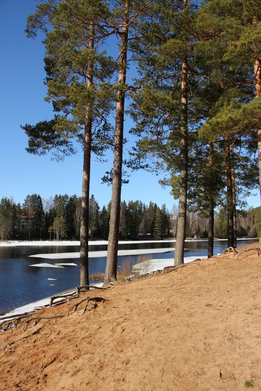 Сосны на пляже Шудибиль - Наталья Герасимова Сосны на пляже Шудибиль - Наталья Герасимова