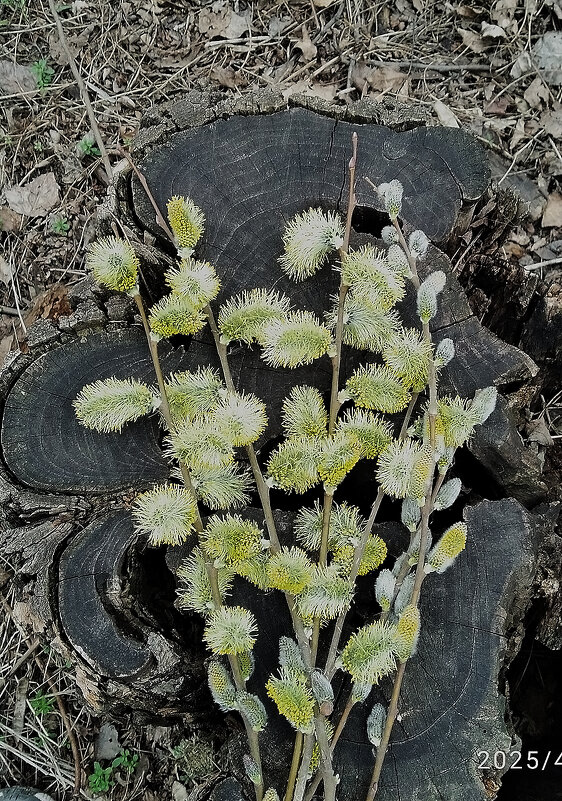 С ВЕРБНЫМ ВОСКРЕСЕНЬЕМ! - Валентина Нефёдова С ВЕРБНЫМ ВОСКРЕСЕНЬЕМ! - Валентина Нефёдова