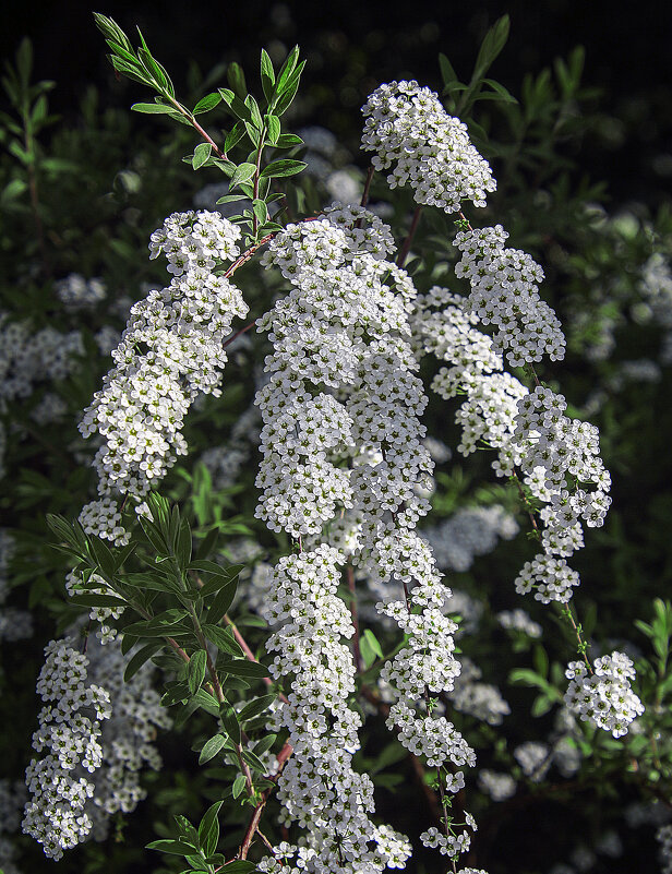 спирея - Андроник Александр 