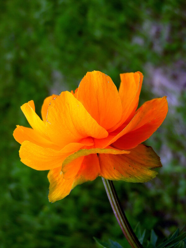 Купальница. - nadyasilyuk Вознюк