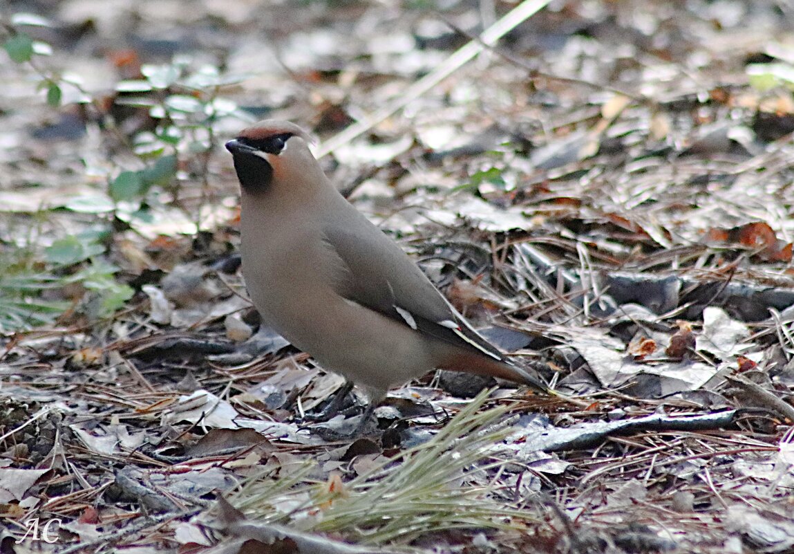 Свиристель - Любовь Сахарова