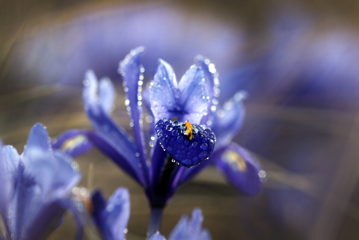 иридодиктиум - Михаил Бибичков иридодиктиум - Михаил Бибичков