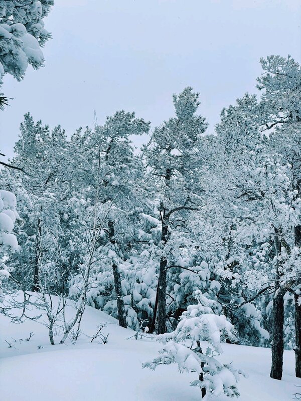 Лес в снегах - Георгиевич Лес в снегах - Георгиевич