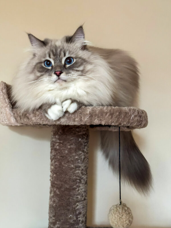 Чудо голубоглазое - Renkse L.J.