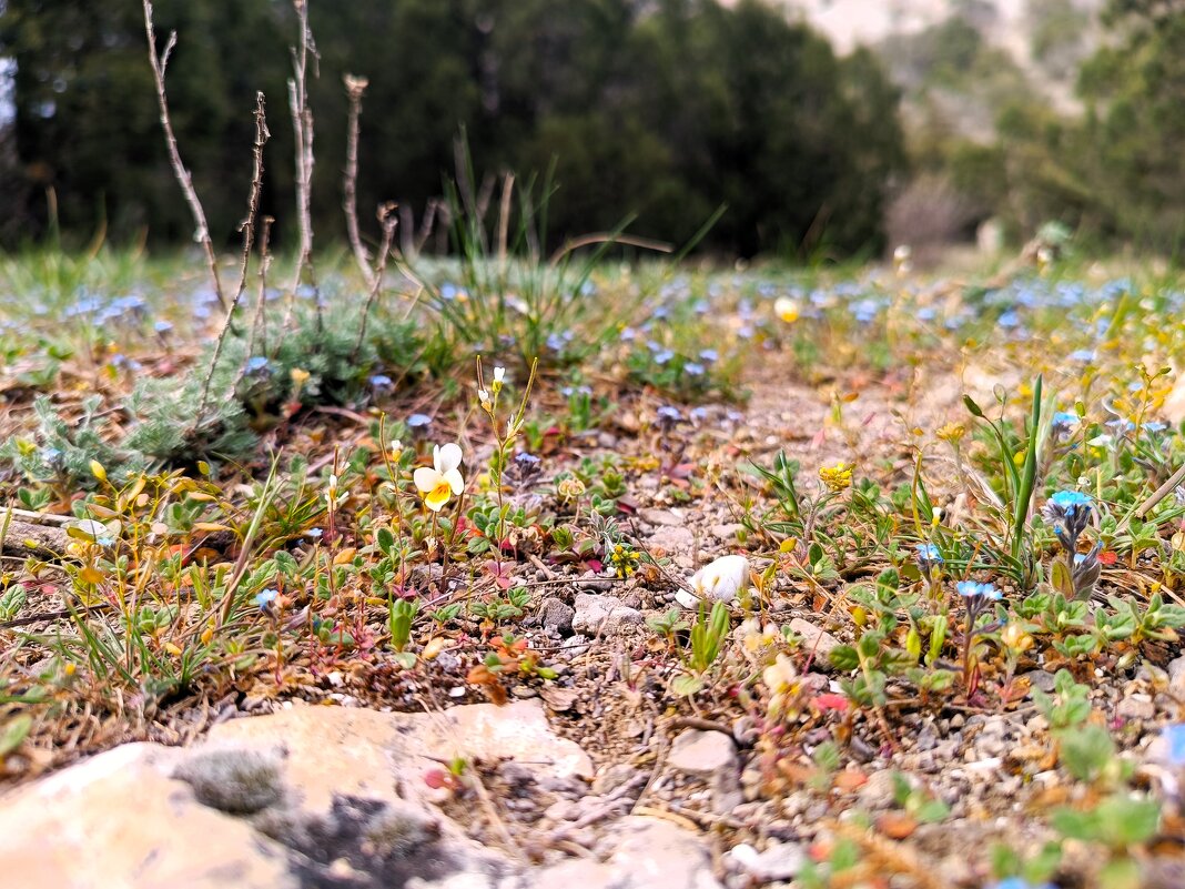 Горные цветы - Павел Накоряков
