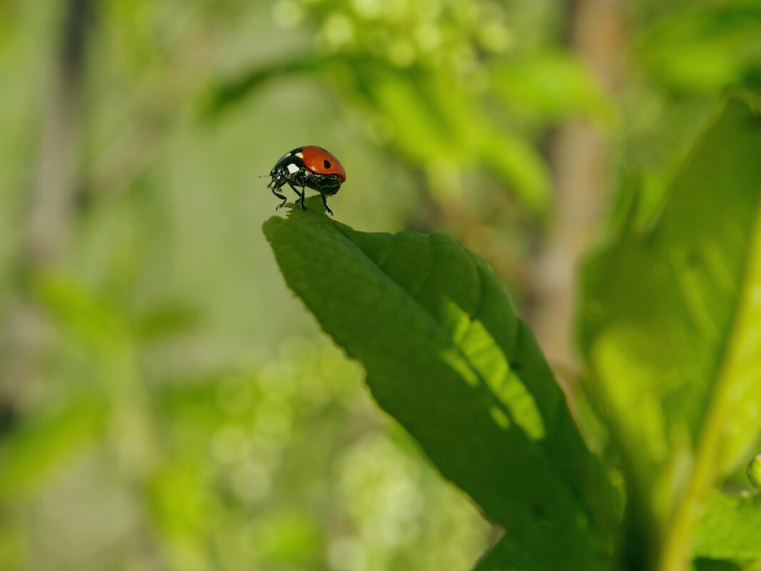 На старте - Сергей Швечков