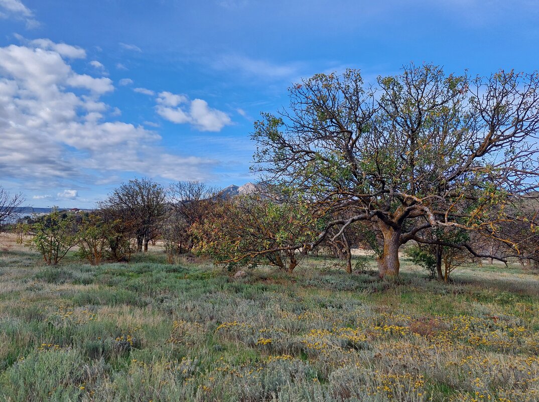 в фисташковой роще - ИРЭН@ .