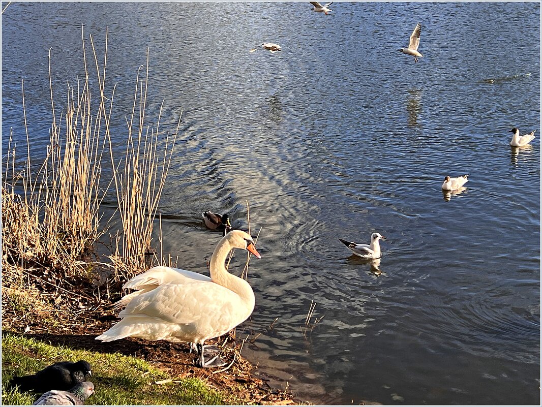 У пруда. - Валерия Комова У пруда. - Валерия Комова