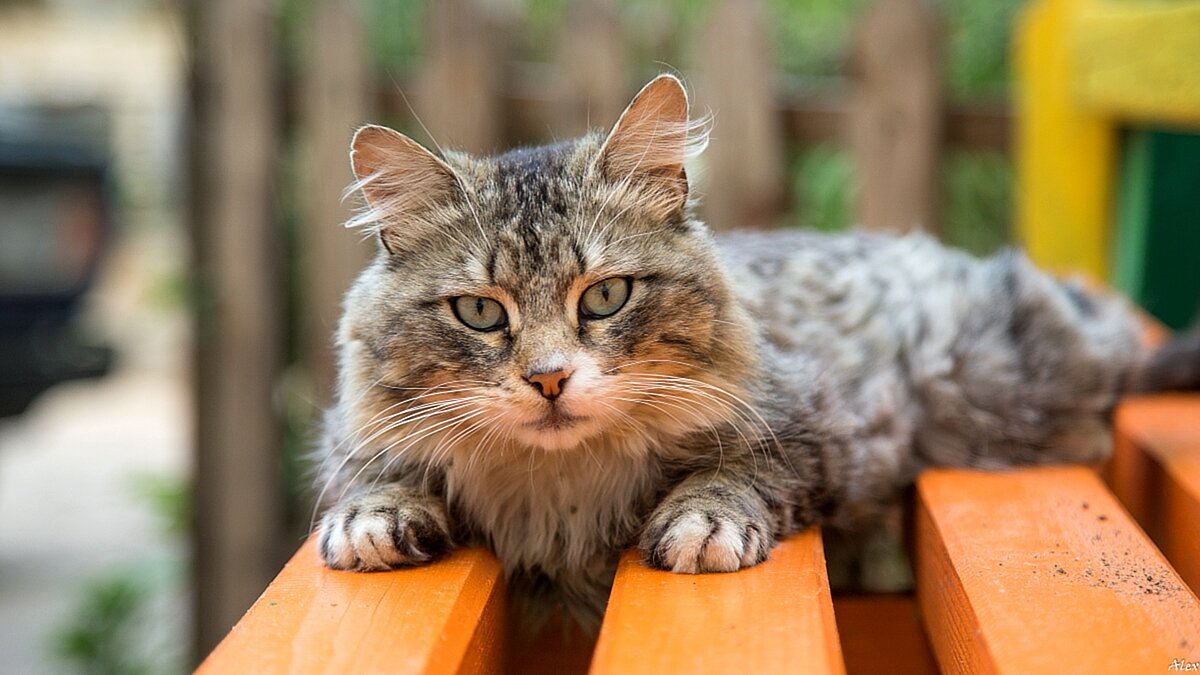 3784 - Alex . 3784 - Alex .