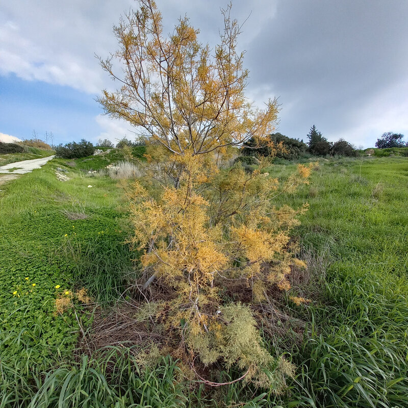 Природа - Oleg4618 Шутченко