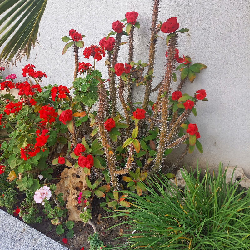 Молочай Миля - Oleg4618 Шутченко