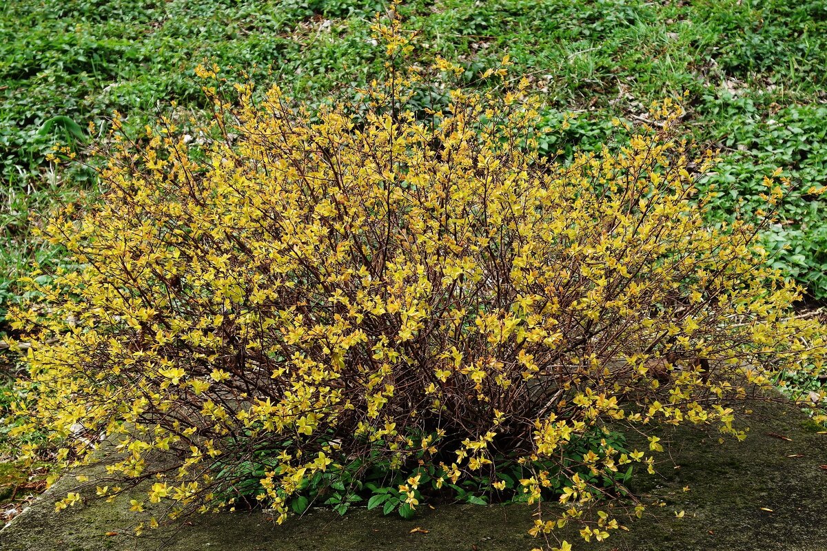 Форзиция - Рита Симонова