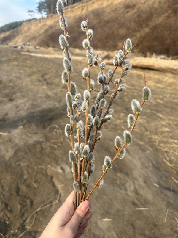 С Вербным Воскресеньем - Валентина Богатко 