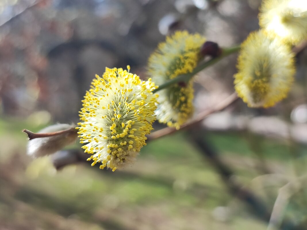 ,,, - Сергей Тимоновский ,,, - Сергей Тимоновский