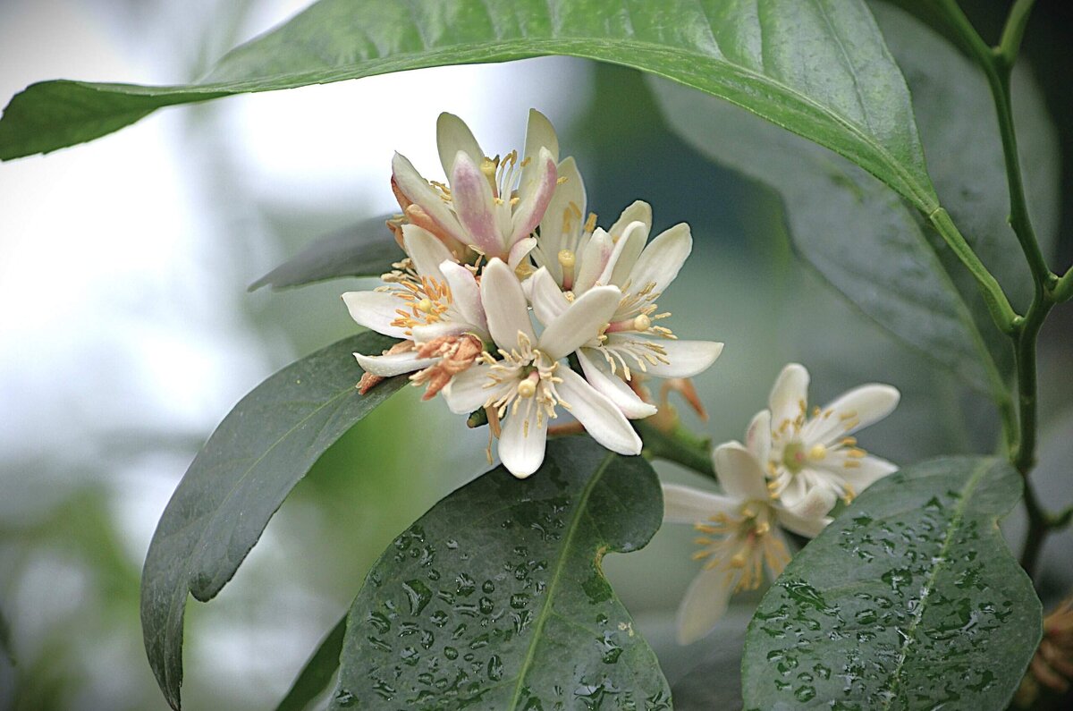 В Аптекарском огороде - Татьяна Тюменка В Аптекарском огороде - Татьяна Тюменка