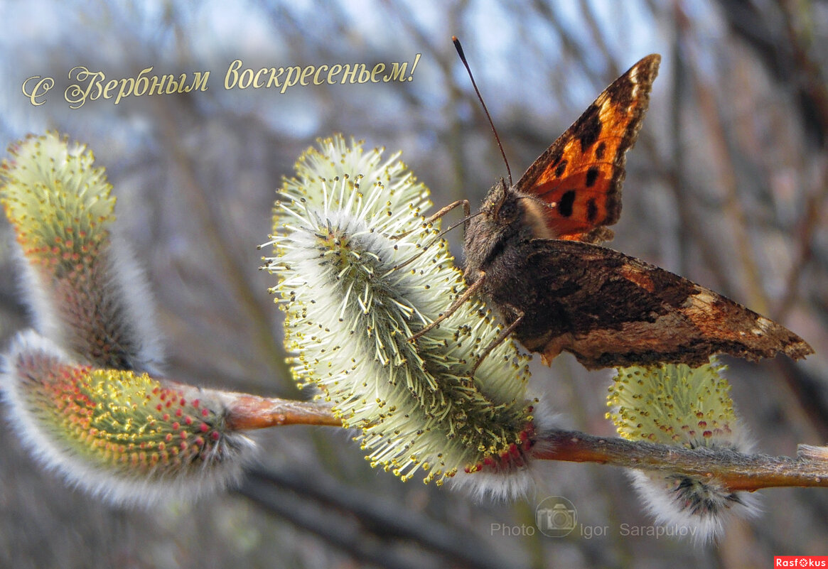 Многоцветница восточная - Игорь Сарапулов Многоцветница восточная - Игорь Сарапулов
